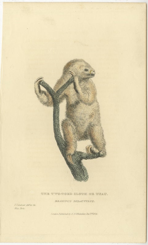 Antique Print with Hand Coloring of a Linnaeus's Two-Toed Sloth, ca.1825, view 2