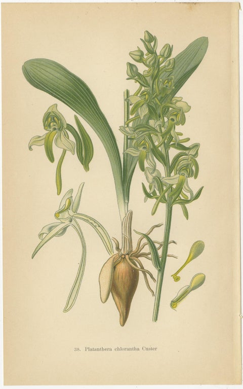 Vintage Orchids Published in 1904: A Study of Platanthera Species, 1904, view 2