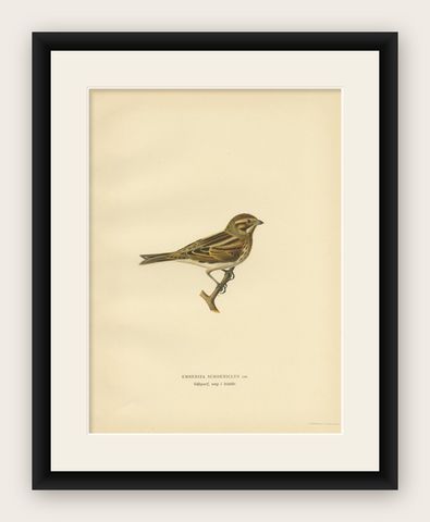 Antique Bird Print of the Common Reed Bunting by Von Wright, 1927, shown framed