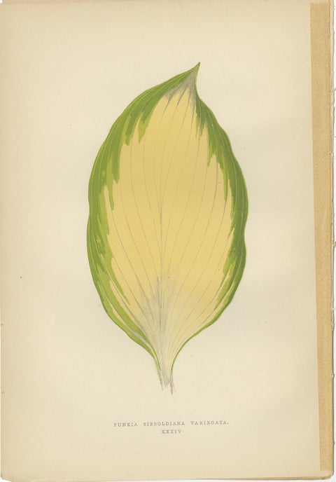Set of 6 Botany Prints - Gesnera Cinnabarina - Dracaena Perrea (1891), view 7