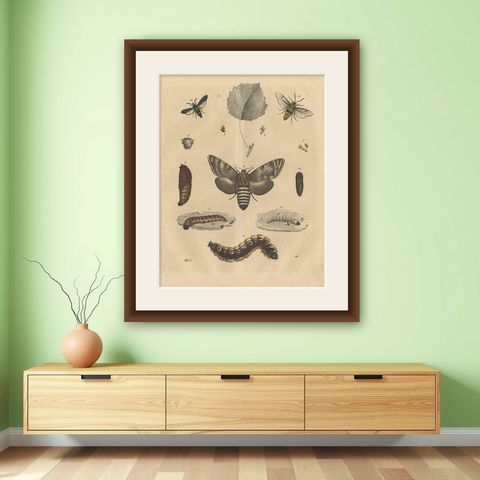 Antique Animal Print of various Insects 'Moth, Caterpillar', 1847, shown framed on a wall