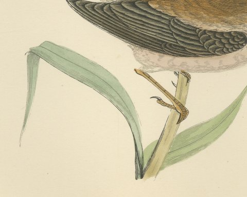Reed Warbler Perched on a Reed, Hand Colored Bird Print by Morris, 1896, close-up 2