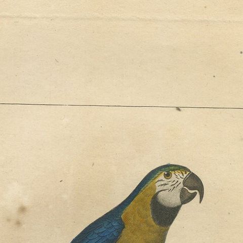 Hand Colored Antique Bird Print of Parrots, close-up 1