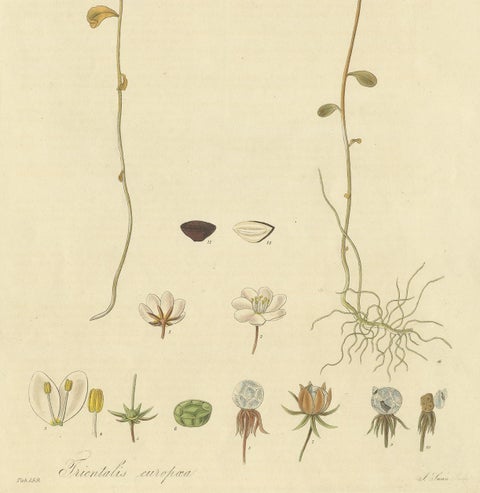 Antique Botany Print of Trientalis Europea by Curtis, 'circa 1817', view 4