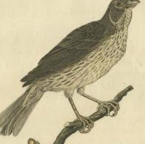 Antique Bird Print of the Corn Bunting by Sepp & Nozeman, 1829, close-up 1