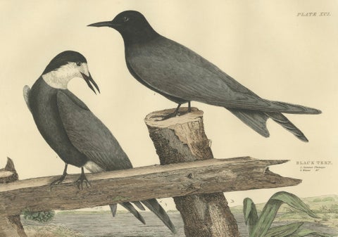 Large Engraving by Selby of The Black Tern in Seasonal Transformation, 1826, close-up 1
