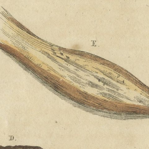 Moth Life Cycles with Caterpillars, Antique Bertuch Print, circa 1815, close-up 5