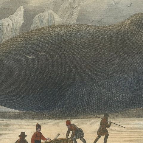 La Baleine Franche (Right Whale), Hand-Colored Engraving, 1840, close-up 6