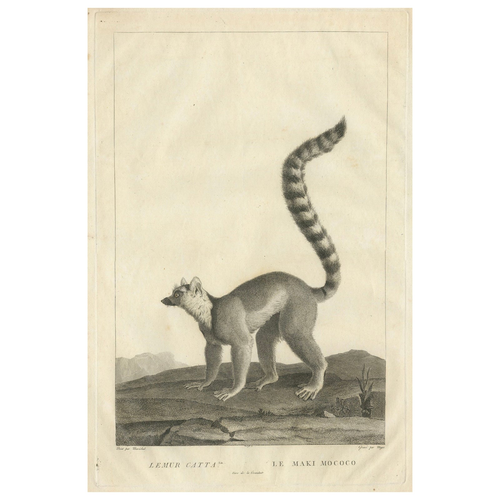 Early 19th-Century Engraving of Lemur Catta by S.C. Miger and N. Maréchal, Paris