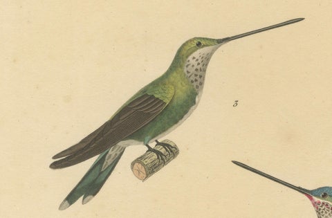 Hummingbird Illustrations: Adult, Young Male, and Female by Huet & Prêtre, 1838, close-up 2