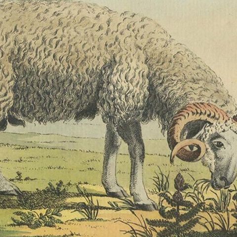 Antique Print of a Sheep by Geissler, 'c.1820', close-up 2