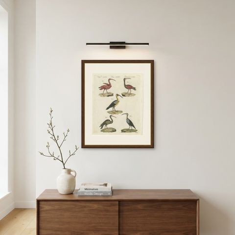 Scarlet Ibis and Other Ibises, Antique Bertuch Print, Vienna, circa 1812, shown framed on a wall