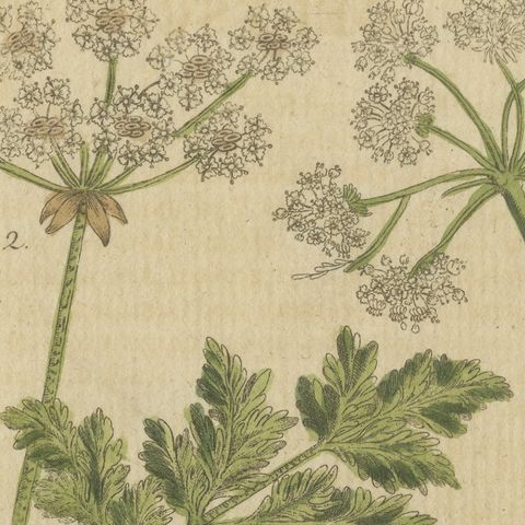 Chervil, Parsley and Celeriac Kitchen Herbs, Antique Bertuch Print, circa 1802, close-up 4