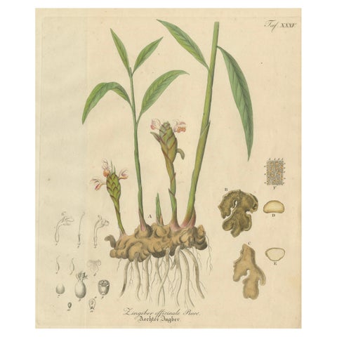 Antique Ginger Botanical Print, Zingiber Officinale, c.1831