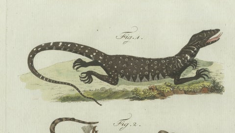 Original Antique Print of Exotic Lizards and Flying Dragon by Bertuch, c. 1800, close-up 2