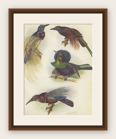 Antique Print of the Bensbach's Rifle Bird and Others, 1950, shown framed