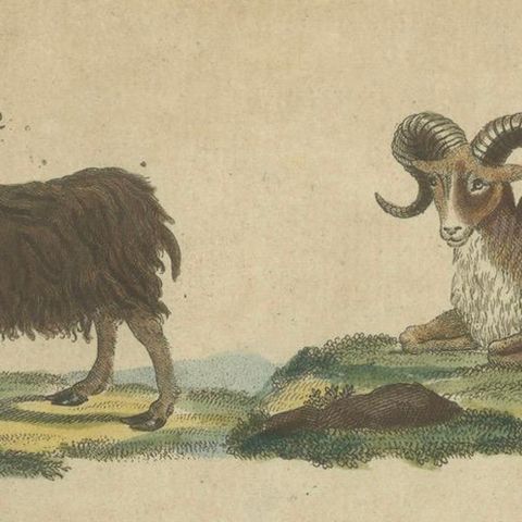 Antique Handcolored Engraving of Sheep and Rams, c.1800, close-up 4