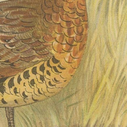 Antique Bird Print of The Western Bamboo Partridge, 1879, close-up 2