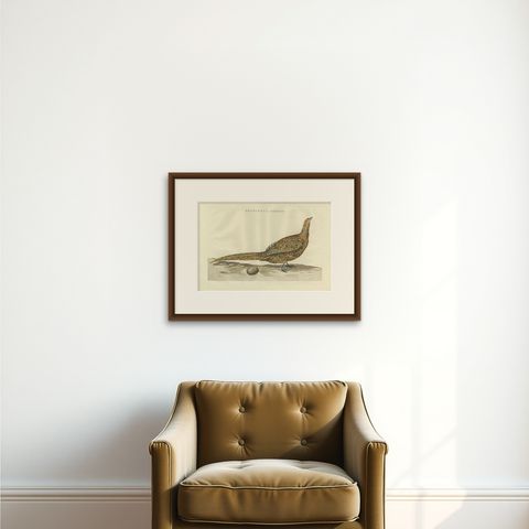 Antique Bird Print of the Common Pheasant by Sepp & Nozeman, 1789, shown framed on a wall