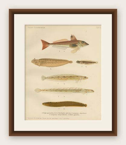 Gurnard, Butterfish, Blenny and Eelpout - 1895 Scandinavian Fish Lithograph, shown framed