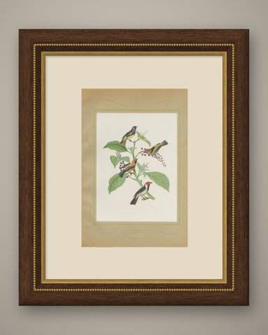 Tanagers and Woodcreepers, Brazilian Bird Print, Descourtilz, 1944, shown framed