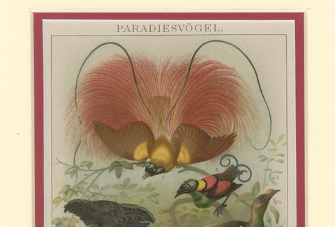 1894 Chromolithograph of Birds of Paradise, A Historical Interpretation, close-up 2