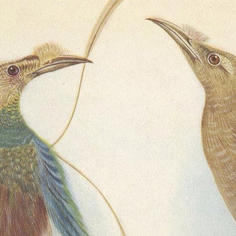 Antique Print of the Standard-Wing and the Trumpet Bird '1950', close-up 1