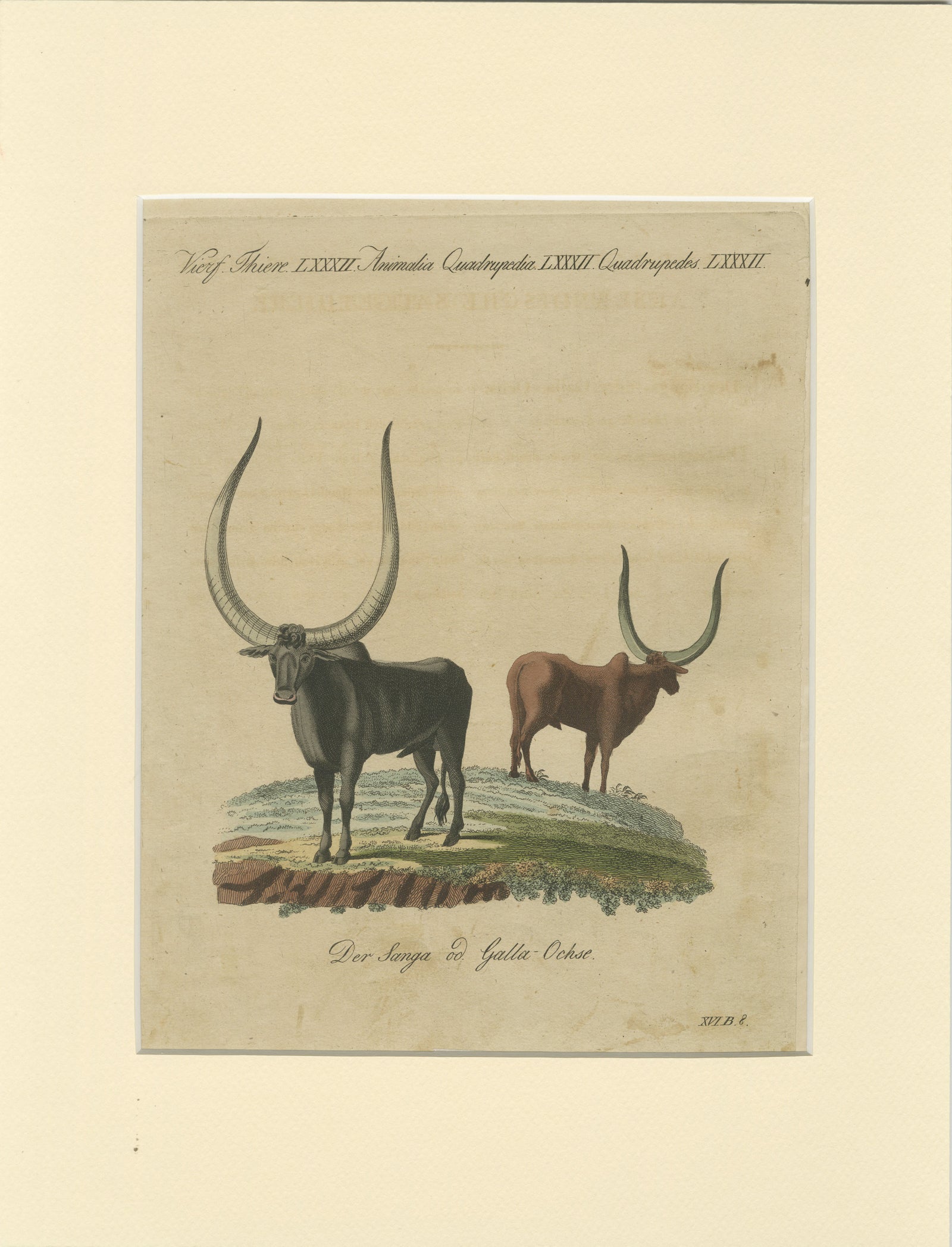 Antique African Sanga Longhorn Cattle Engraving, Bertuch, c.1810