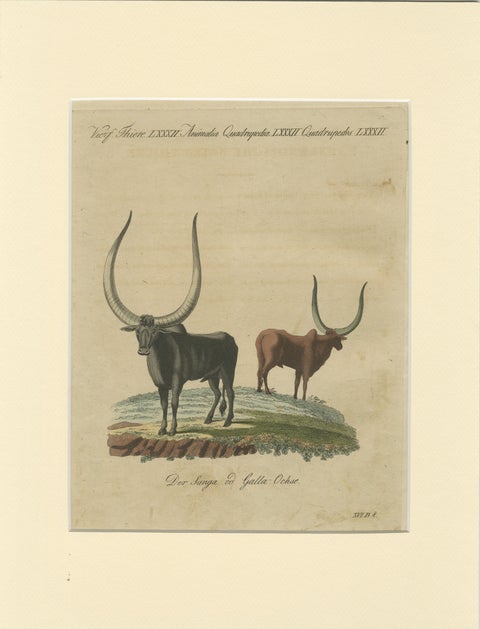 Antique African Sanga Longhorn Cattle Engraving, Bertuch, c.1810