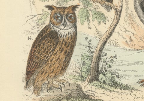 Birds of Prey Print: Eagles, Falcons, Owls & Vultures, Antique 1867, close-up 2