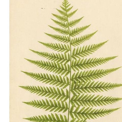 Antique Botanical Fern Lithographs by E.J. Lowe, Set of 6, Published in 1856, close-up 1