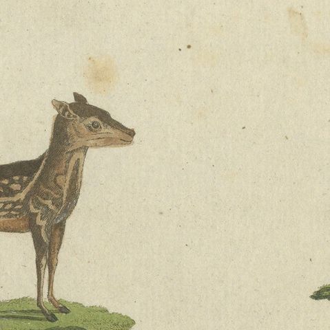 Original Antique Print of Musk Deer and an Antelope, close-up 1