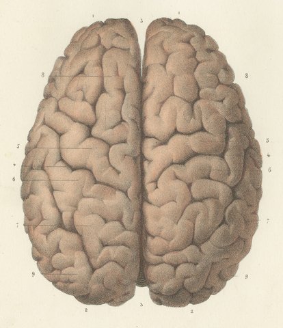 The Whole Brain from Above and Below, Antique Hirschfeld Anatomy Print, 1866, view 3