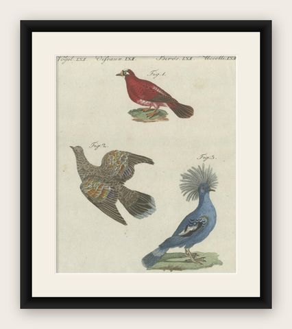Antique Bird Print of Various Foreign Pigeons Including the Crimson Pigeon, 1800, shown framed