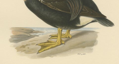 King Eider in Repose: The Somateria Spectabilis from the Nordic Aviary, 1929, close-up 3
