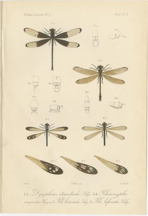 Set of 6 Antique 1887 Sumatra Dragonfly and Insect Lithographs, Fauna Studies, view 3
