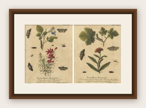 Antique English Moths with Garden Flowers, Hand-Colored Engravings 1720, shown framed