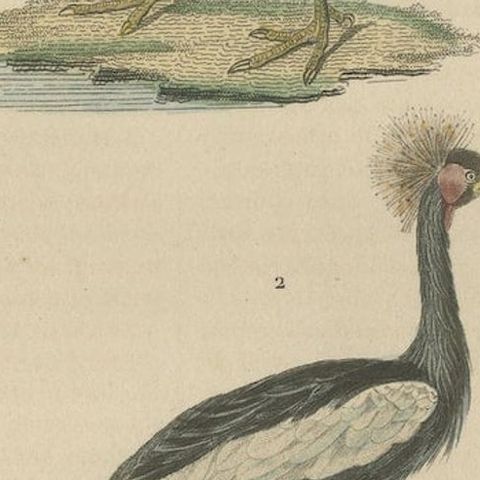 Old Bird Print of The Grey-winged Trumpeter and Black Crowned of Kaffir Crane, close-up 2