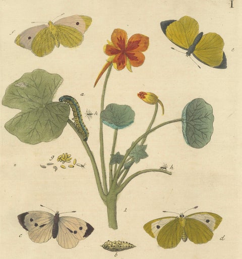 Elephant Hawk-Moth and Bedstraw from A Natural History of English Insects, 1749, close-up 4