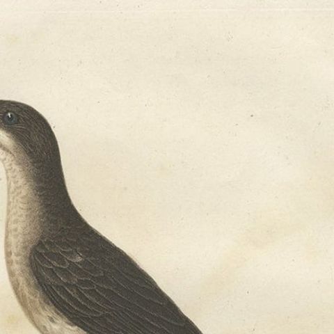 Beautiful Hand-Colored Antique Print of a Cape Sugarbird 'Promerops Cafer', 1810, close-up 2
