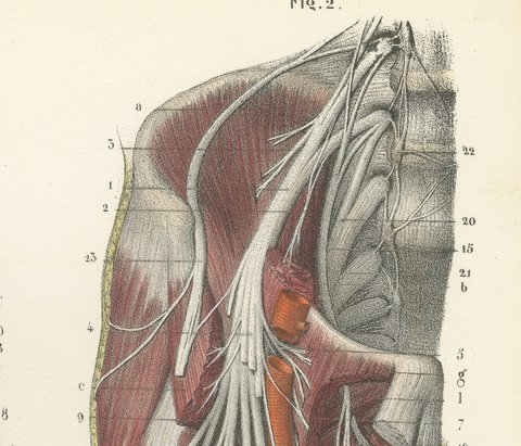 Nerves of the Front of the Thigh, Antique Hirschfeld Anatomy Print, 1866, view 3