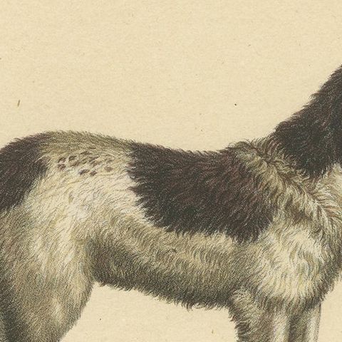 Antique Hand Colored Print of a Newfoundland and St. Bernard Dog, close-up 1