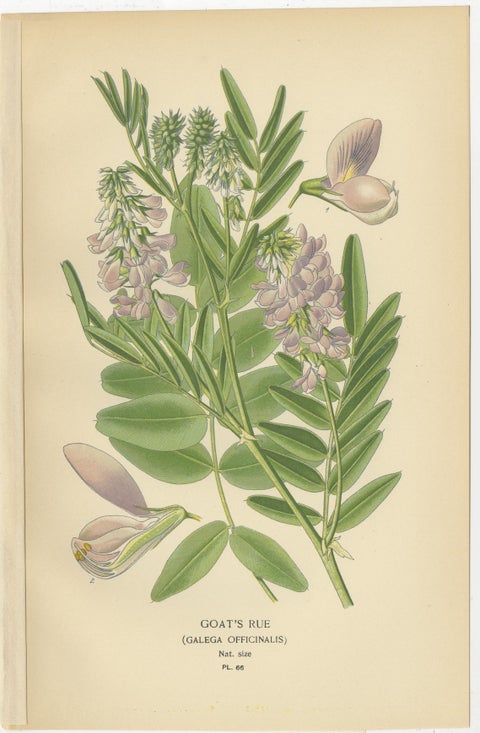 Garden Elegance: A Triptych of 19th Century Botanical Illustrations, 1896, view 2
