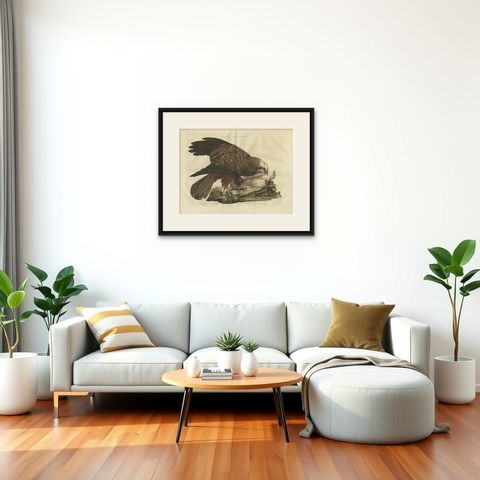 Antique Bird Print of the Western Marsh Harrier by Sepp & Nozeman, 1770, shown framed in a room