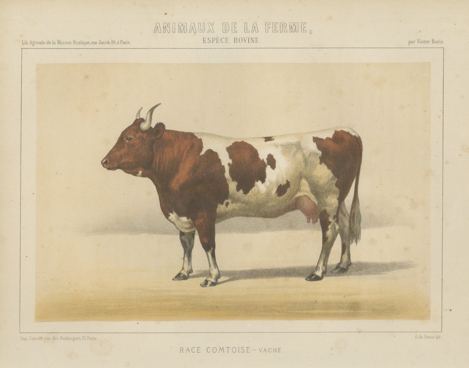 Comtoise Cow, French Cattle Breed, Antique Chromolithograph by Borie, 1863