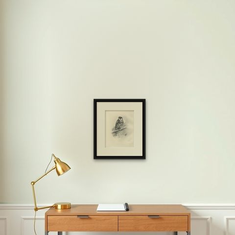 Antique Eurasian Hobby Falcon Print by Lilian M. Medland, circa 1908, shown framed on a wall