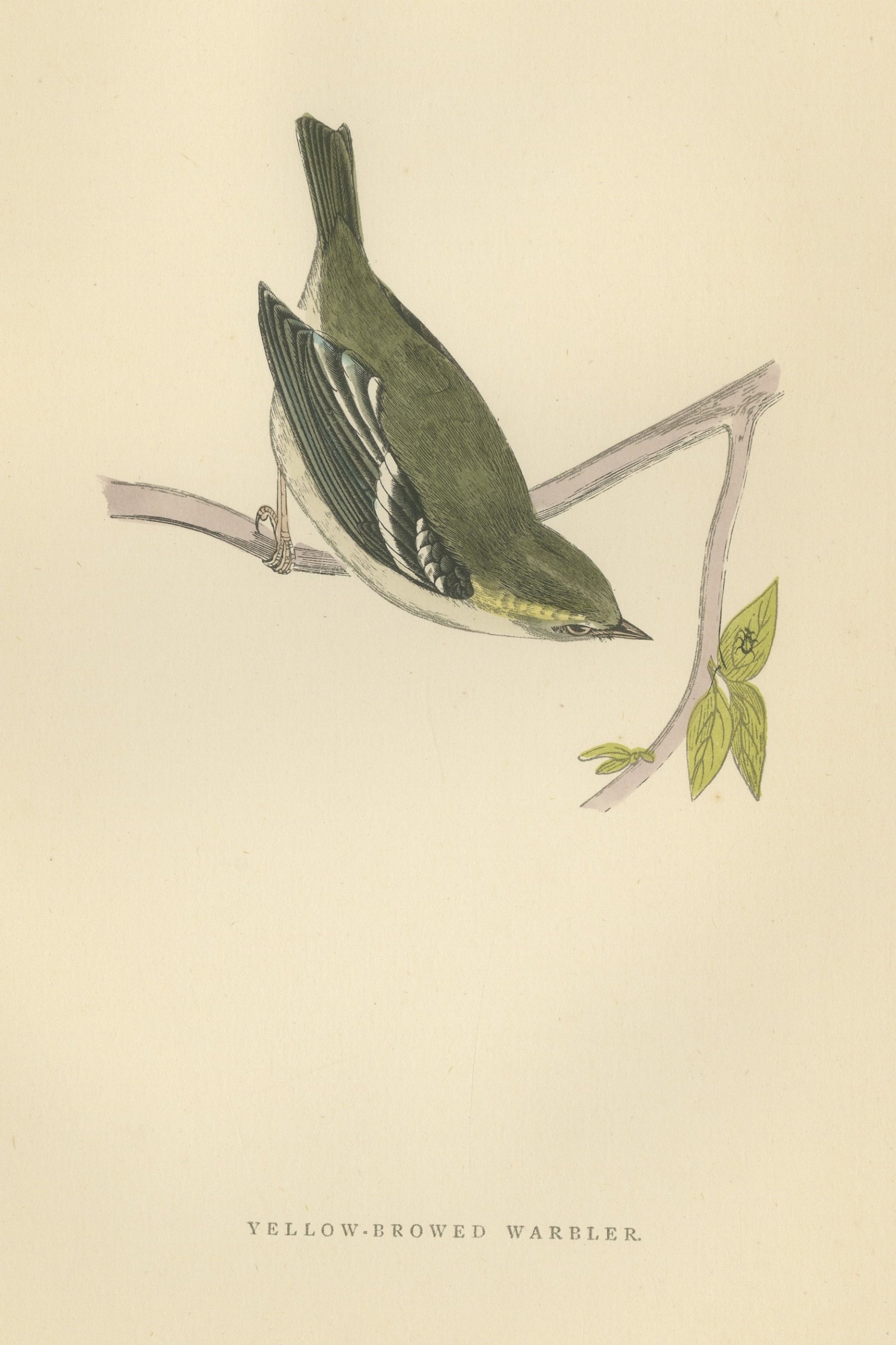 Yellow Browed Warbler Hanging from a Forked Twig, Antique Print, Morris, 1896