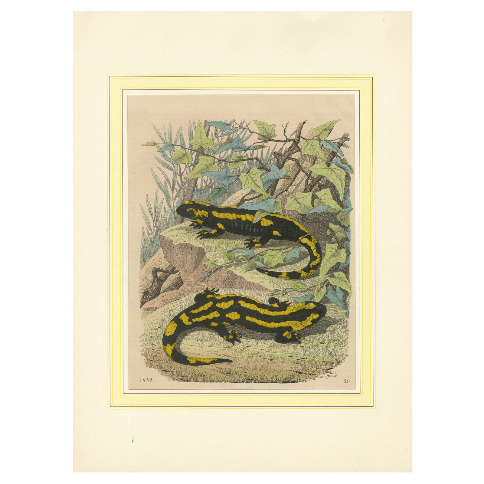 Hand-Colored Lithograph of Fire Salamanders –A Natural History Illustration 1852