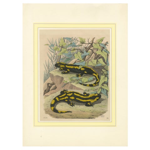 Hand-Colored Lithograph of Fire Salamanders –A Natural History Illustration 1852