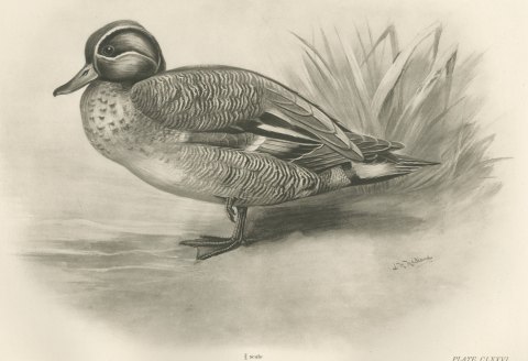 Teal Drake by the Reeds, Plate CLXXVI after Lilian Medland, c. 1909, close-up 1